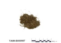 藏品(細葉小羽苔)的圖片